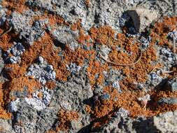 Image of orange lichen