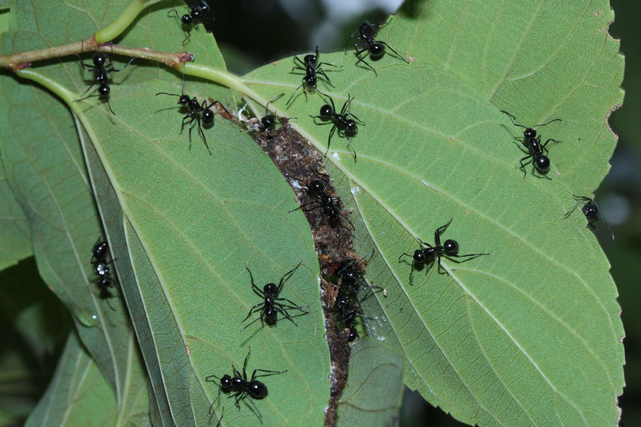 Image of Polyrhachis pilosa Donisthorpe 1938