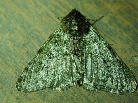 Image of pale brindled beauty