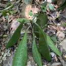 Image of Dorstenia elata Gardn.