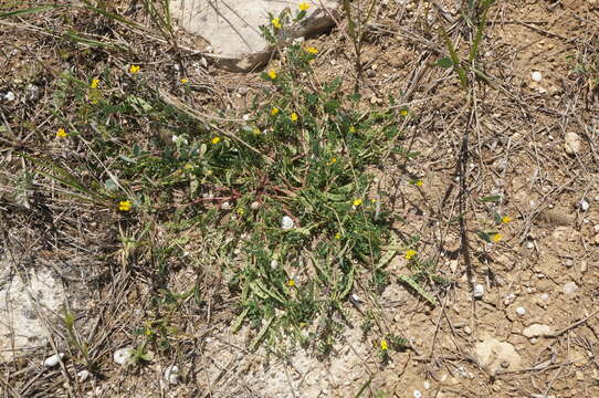 Image of Hippocrepis biflora Spreng.