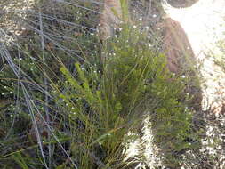 Image of Phylica alba Pillans