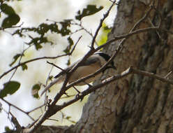 Image of Carolina Chickadee