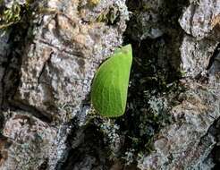 Image of Green Coneheaded Planthopper