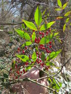 Image of nandina