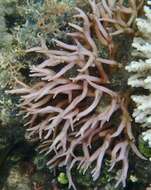 Image of Thin Birdsnest Coral