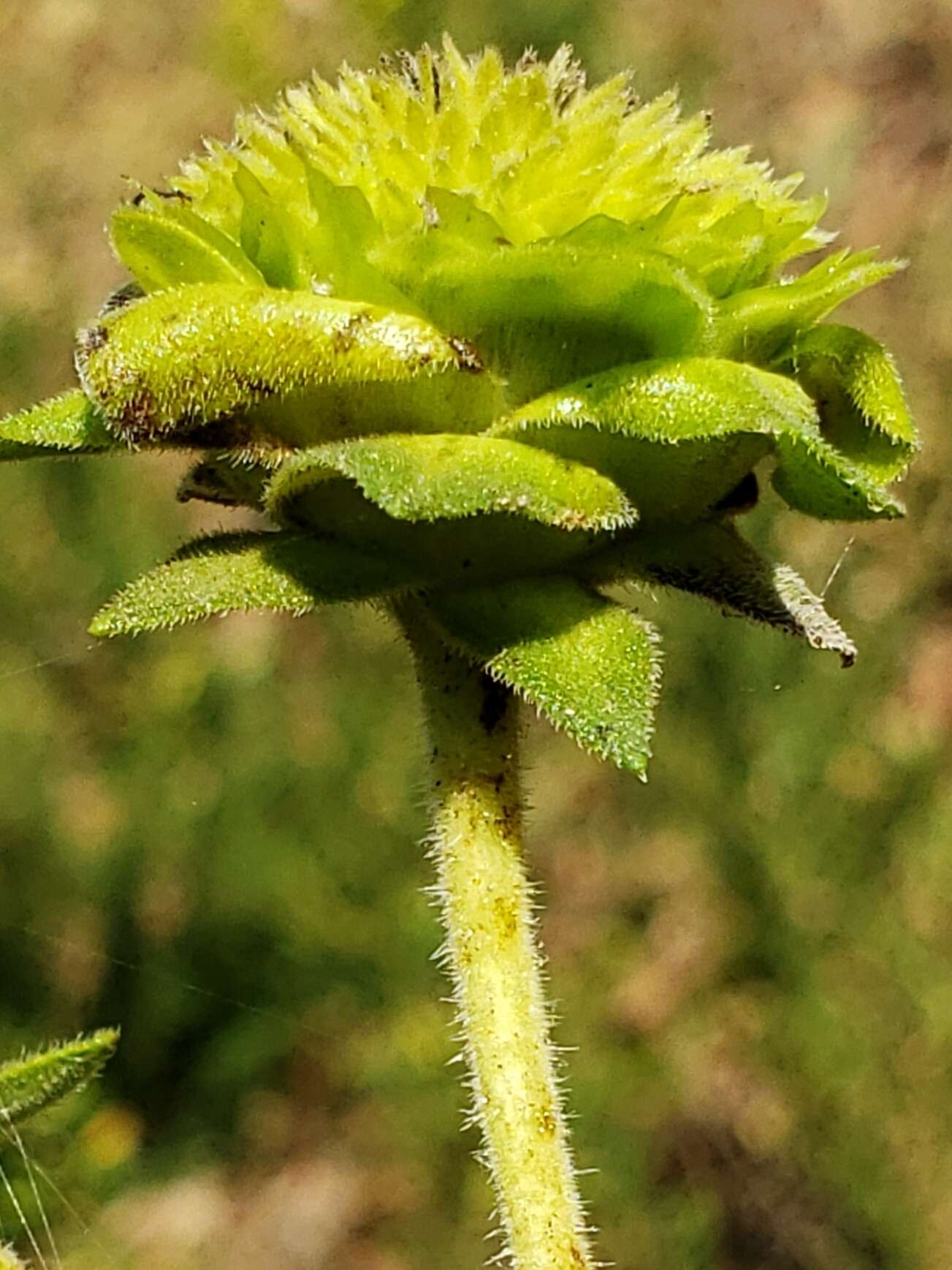 Image of <i>Silphium <i>integrifolium</i></i> var. integrifolium