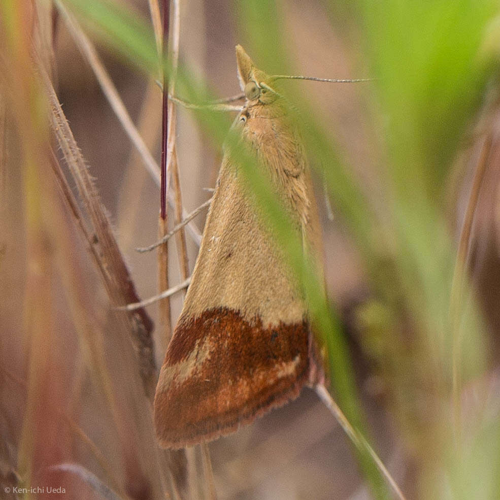 Image of Pyrausta semirubralis Packard 1873