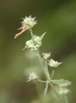 Image of Asperula molluginoides (M. Bieb.) Rchb.