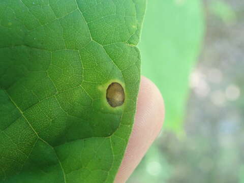 صورة Alternaria catalpae (Ellis & G. Martin) P. Joly 1964