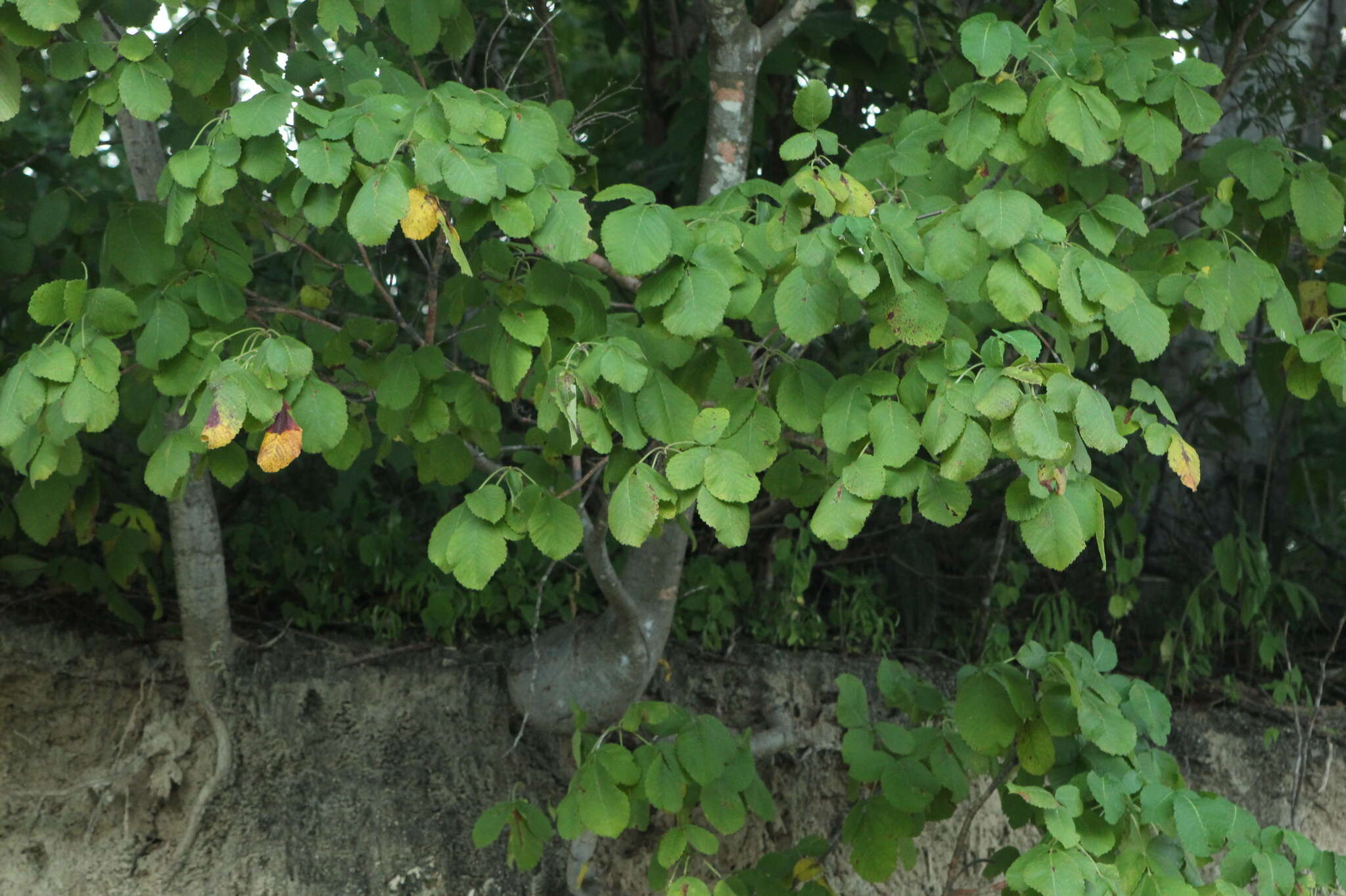 Image de Bursera heteresthes Bullock