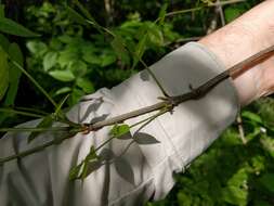 Image of blue ash