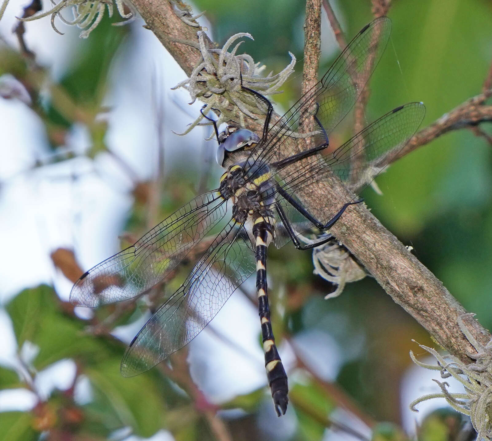 Image of Macromia annulata Hagen 1861