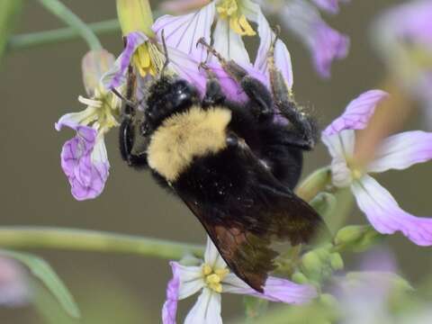 Image of California Bumble Bee