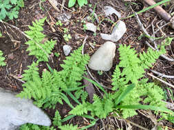 Image of Reeves' bladderfern