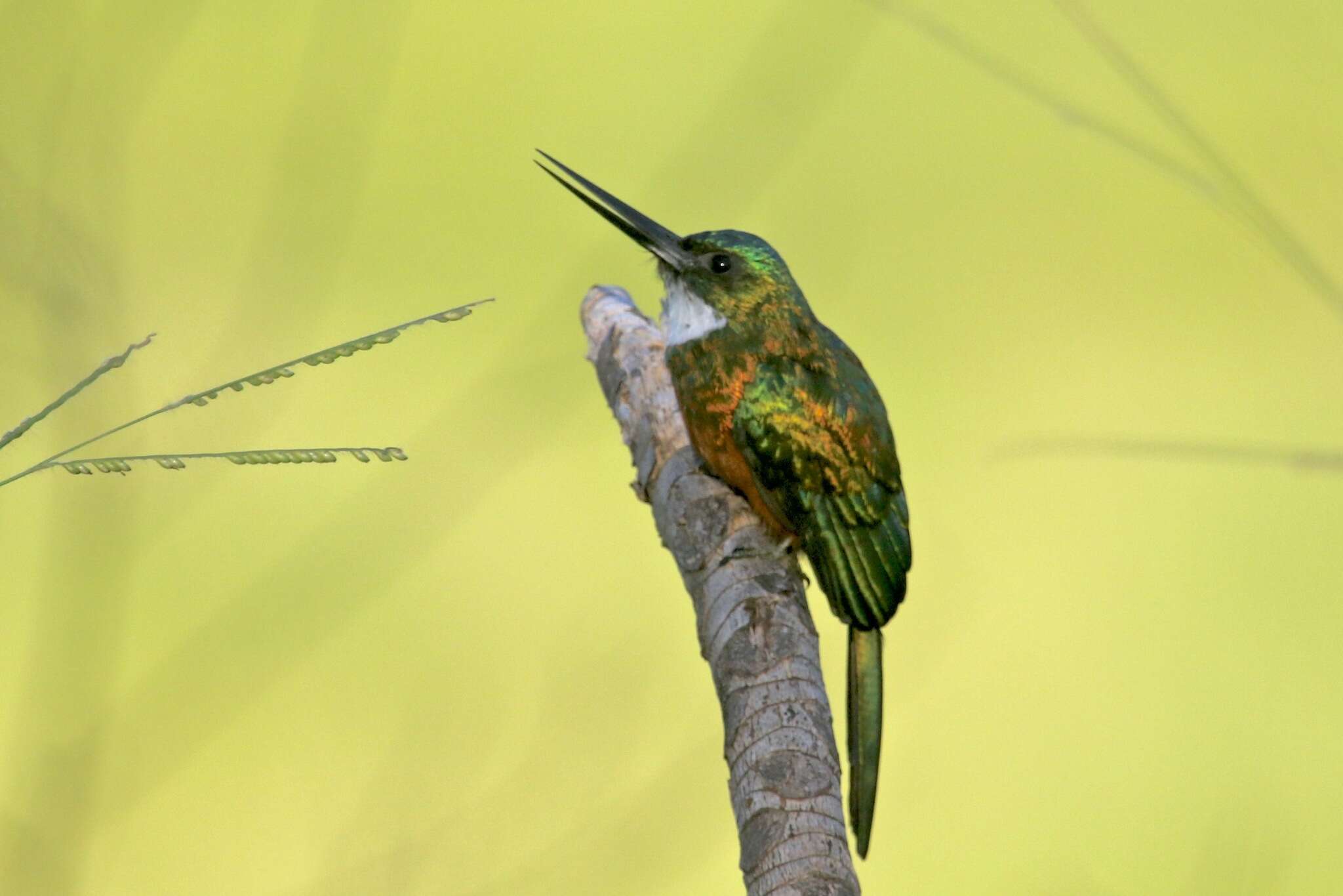 Image of Green-tailed Jacamar