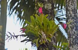 Image of Billbergia amoena (G. Lodd.) Lindl.