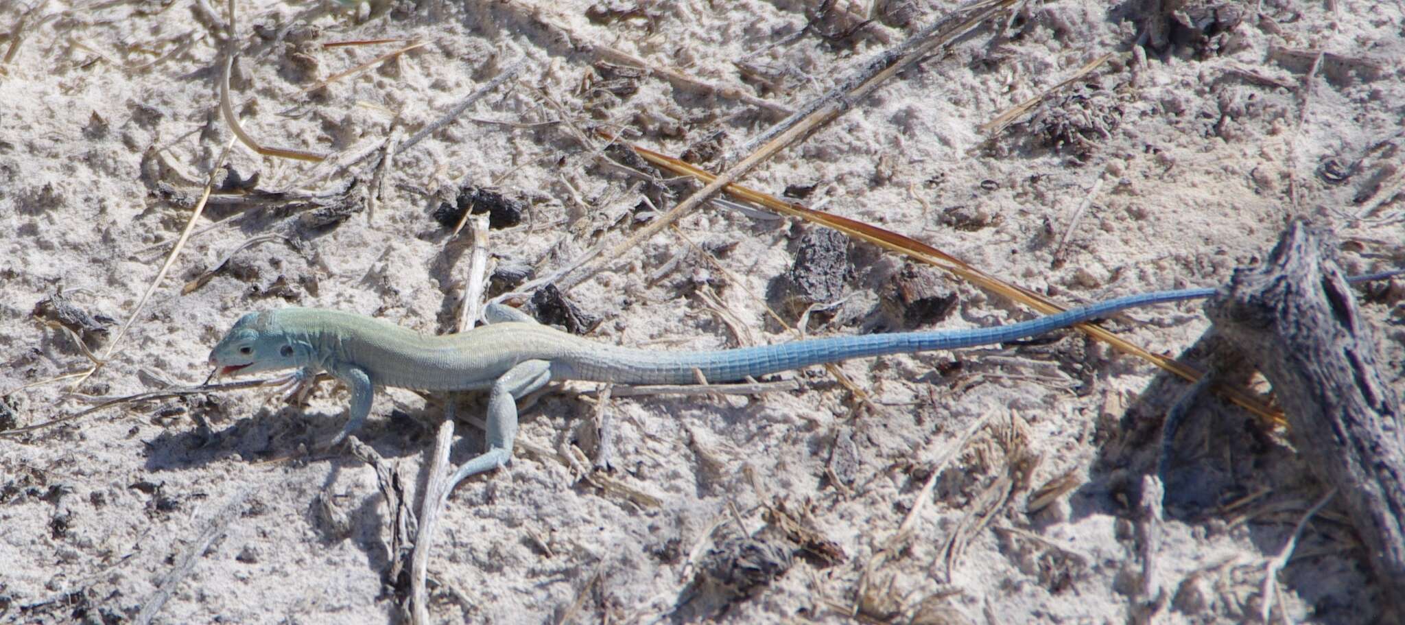 Image of Aspidoscelis inornatus gypsi (Wright & Lowe 1993)