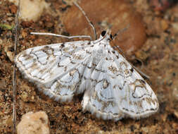 Слика од <i>Elophila rivulalis</i>