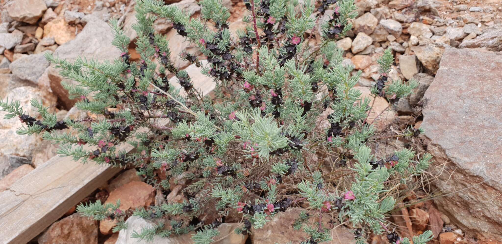 Image of Three-wing Bluebush