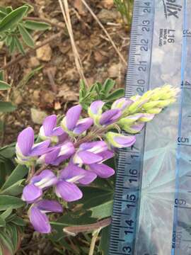 Image of subalpine lupine