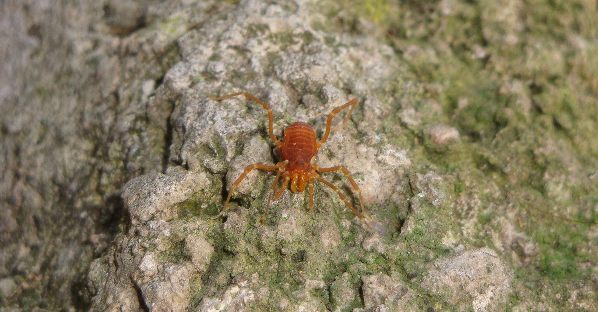 Image of Pachyloides thorellii Holmberg 1878