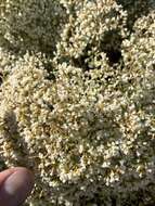 Image of crispleaf buckwheat