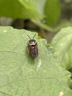 Image of Pachyanthidium paulinieri (Guérin-Méneville 1845)