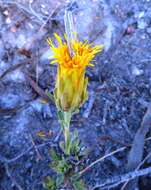 Image of Pteronia scabra Harv.