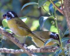 Image of Sooty-capped Bush Tanager