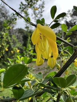 Image of Cytisus arboreus (Desf.) DC.