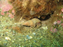 Image of downy hermit crab