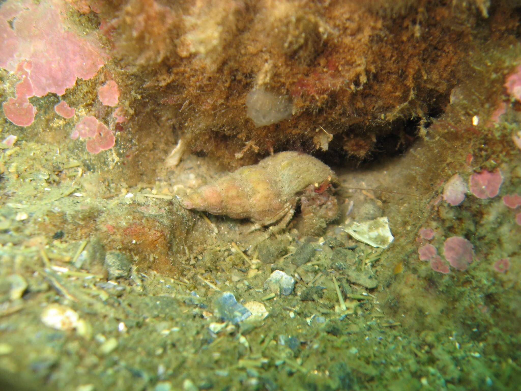 Image of downy hermit crab