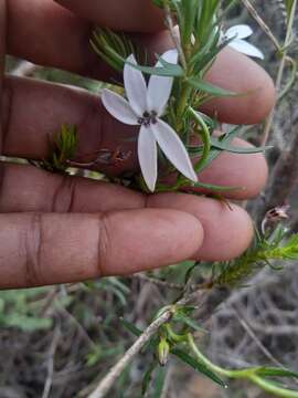 Image of Cyphia volubilis var. volubilis