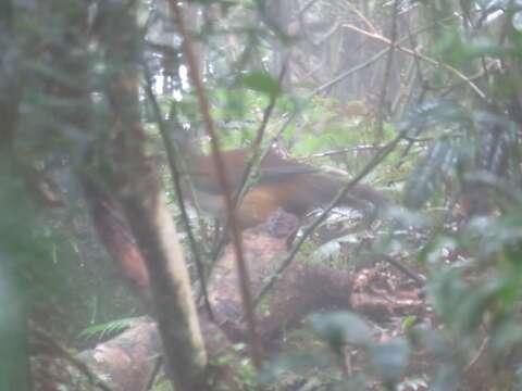 Image of lyrebirds