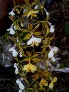 Image of Mr. Stamford’s Epidendrum