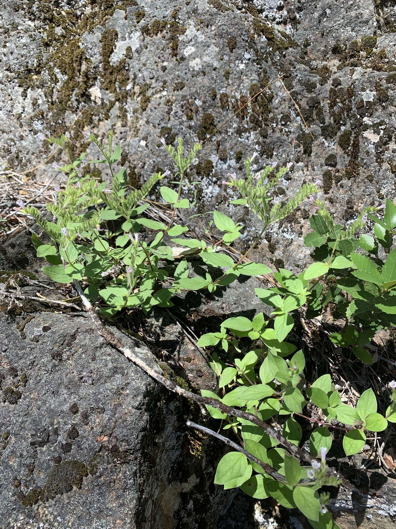 Plancia ëd Draperia systyla (A. Gray) Torr.