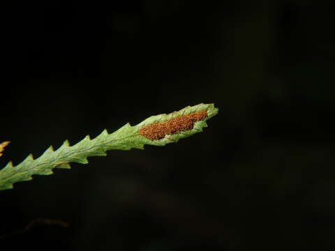 Image of toothed snailfern