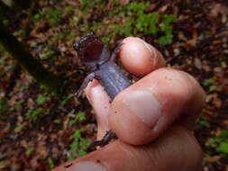 Image of Seal Salamander