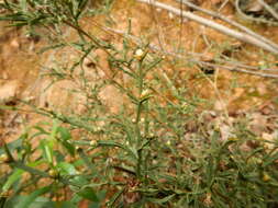 Genista tridentata L.的圖片