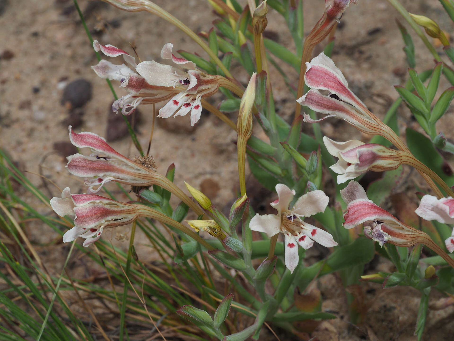 Image of Lapeirousia fabricii subsp. fabricii