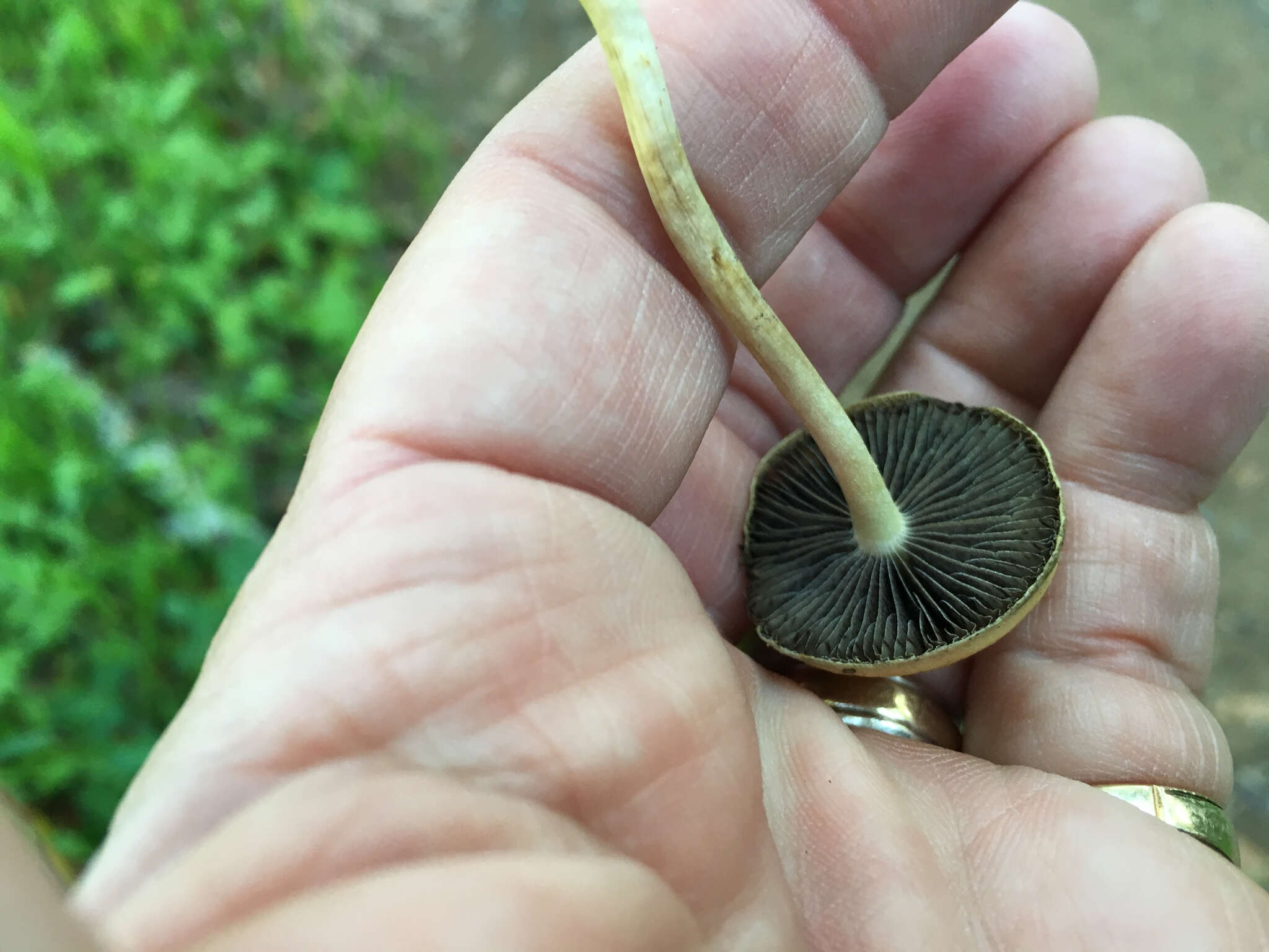 Image of Agrocybe pediades (Fr.) Fayod 1889