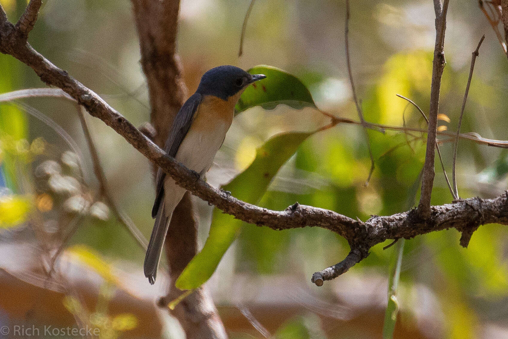 Imagem de Myiagra rubecula (Latham 1801)