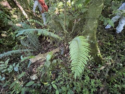 Image of Limestone Fern