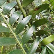 Image of Natal Cycad