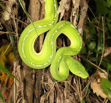 Image of Green Python