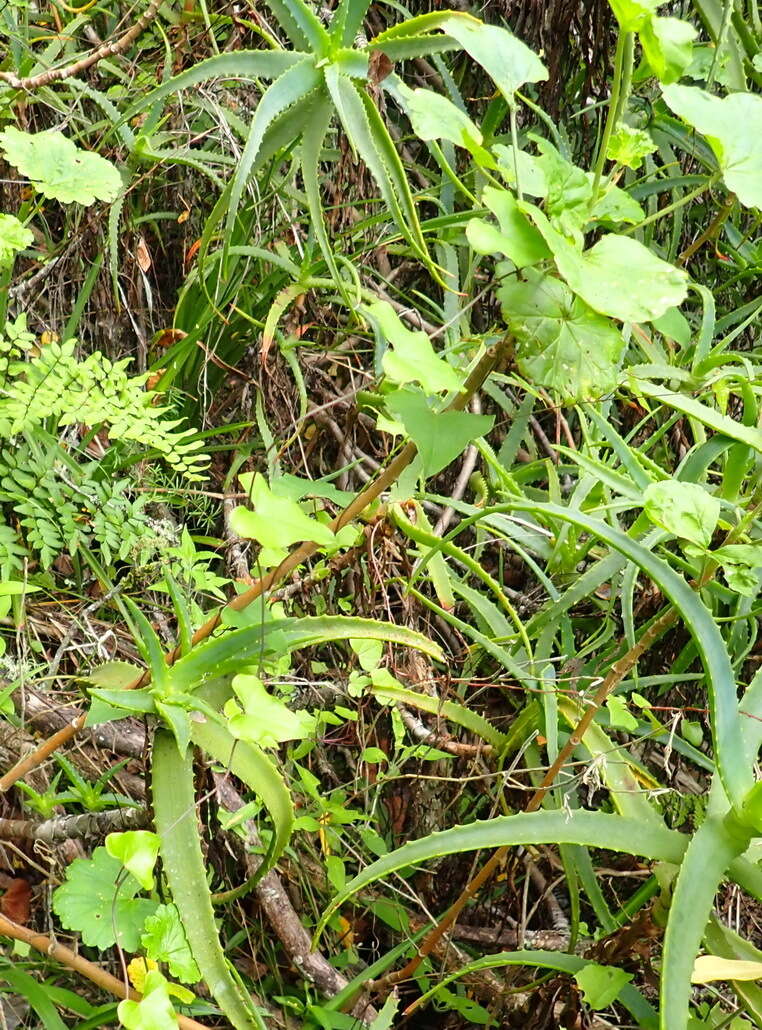 Image of Dioscorea mundii Baker