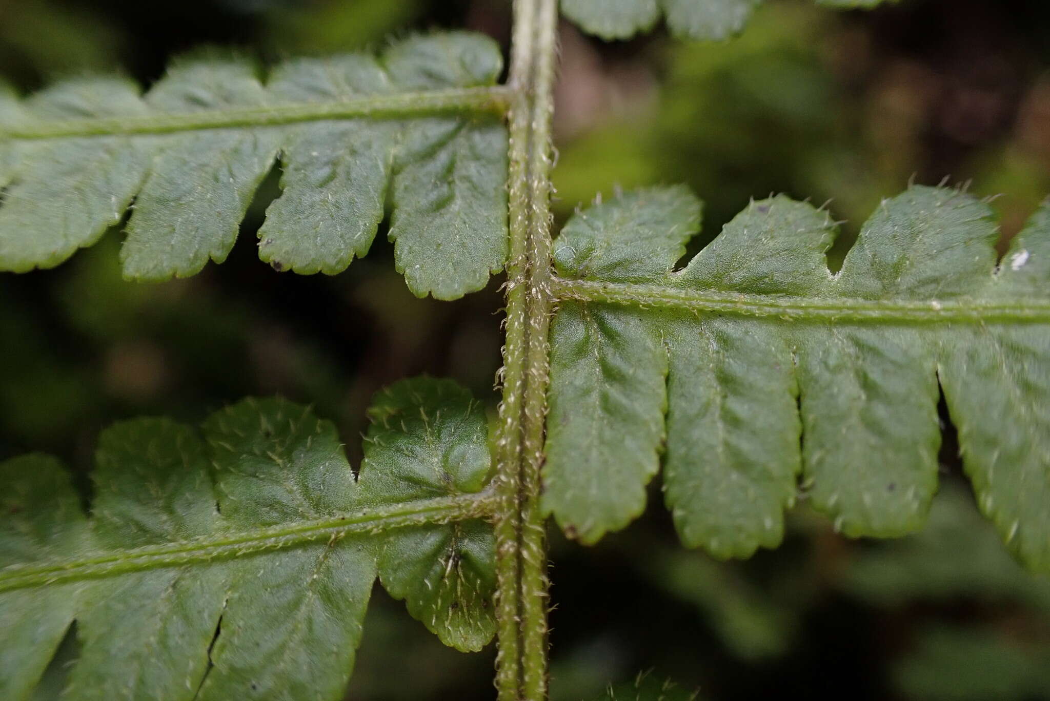 Image of Deparia jiulungensis (Ching) Z. R. Wang