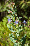 Lobostemon laevigatus (L.) Buek resmi