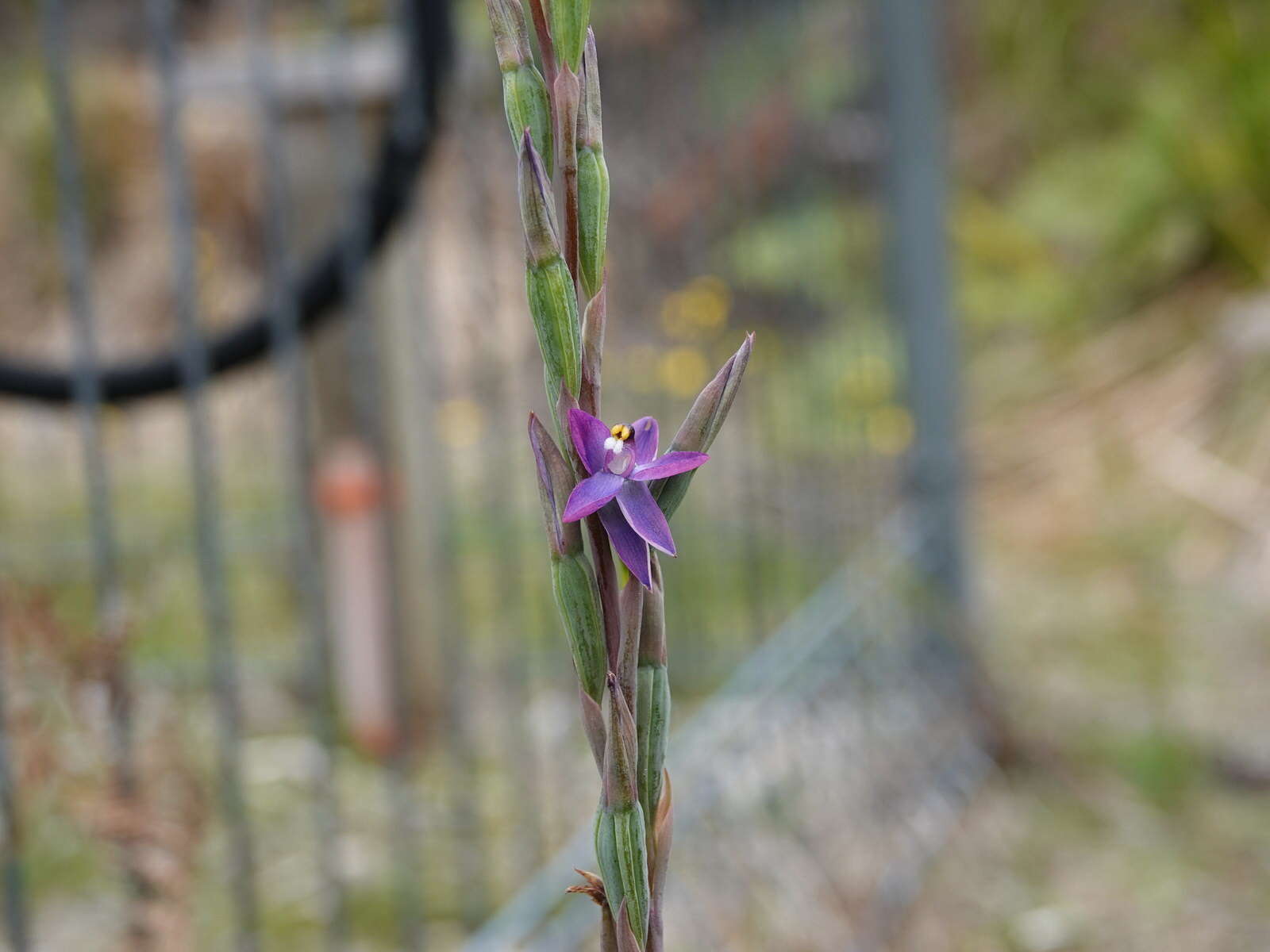 Image of Slender sun orchid